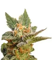 Kritic cannabis seeds