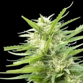 Kritikal Bilbo x AK-47 cannabis seeds