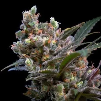 Kritikal Bilbo cannabis seeds