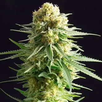 Kritikal-K cannabis seeds