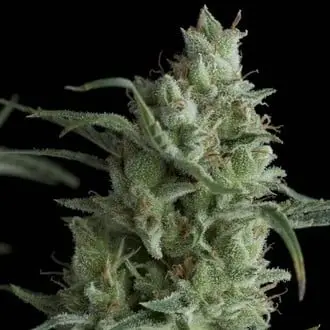Kryptonite cannabis seeds by Pyramid Seeds