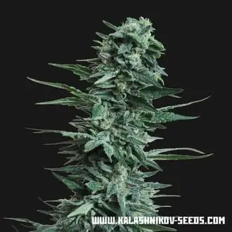 Kubanskiy Ubiyza cannabis seeds