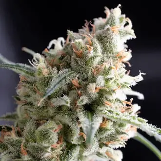 Kukulkan cannabis seeds by Pyramid Seeds