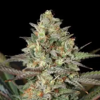Kush Mass cannabis seeds by Garden of Green