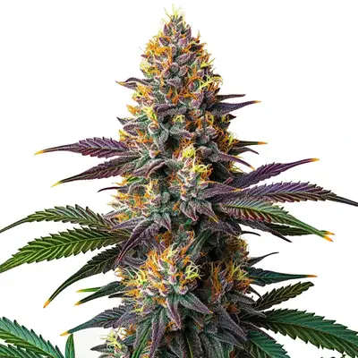 Kush Mints Fast Version cannabis seeds