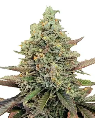 Kush Mints cannabis seeds