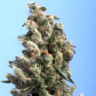 Kushage cannabis seeds by T.H. Seeds