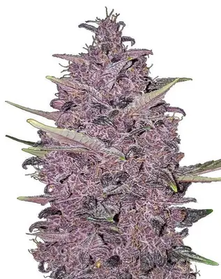 Kushberry Moonrocks cannabis seeds