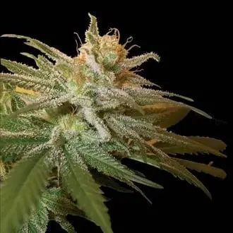 Kushberry cannabis seeds