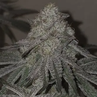 Kushido cannabis seeds by Pure Instinto