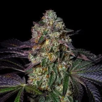 Kushmallow cannabis seeds