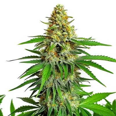 Kyle's Cherry AK cannabis seeds by Blimburn Seeds