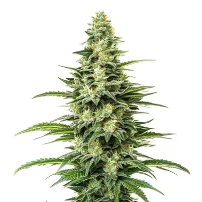 Kyle's Skywalker OG cannabis seeds by Blimburn Seeds