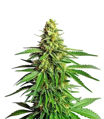 Kyle’s Cherry AK 47 cannabis seeds