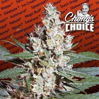 L.A. Amnesia cannabis seeds