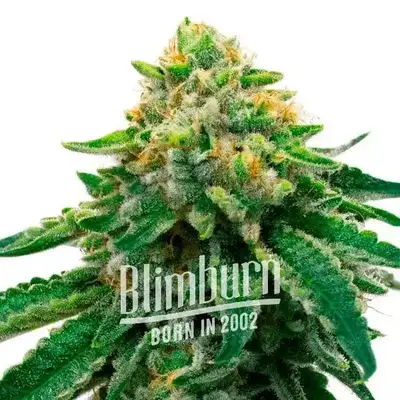 L.A. Confidential x Afghan Kush cannabis seeds