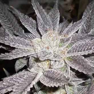 LA Affie cannabis seeds by Cali Connection