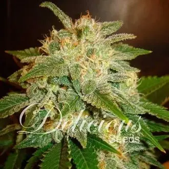 La Bella Afrodita cannabis seeds by Delicious Seeds
