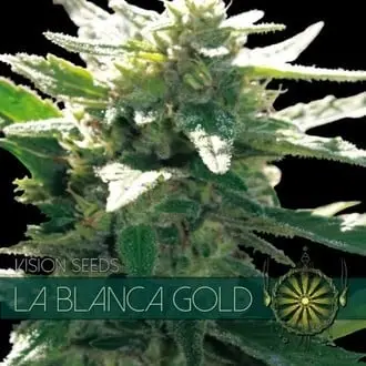 La Blanca Gold cannabis seeds by Vision Seeds