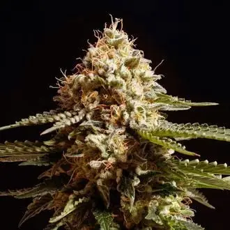 La Blanca cannabis seeds