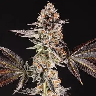 La Bomba cannabis seeds