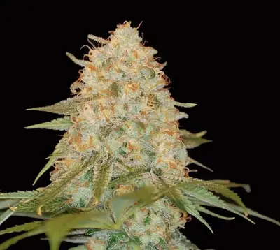 LA Chocolat cannabis seeds