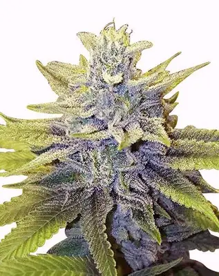 LA Confidential cannabis seeds