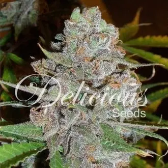 La Diva cannabis seeds by Delicious Seeds