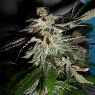 LA Fire cannabis seeds