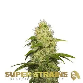 La Jefa cannabis seeds by Super Strains