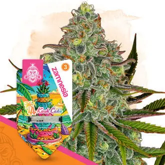 LA Kush Cake cannabis seeds by Zamnesia Seeds