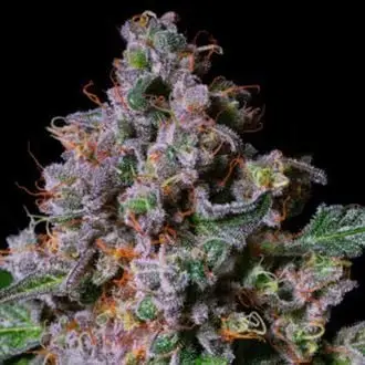 La Macedonia cannabis seeds by Pure Instinto