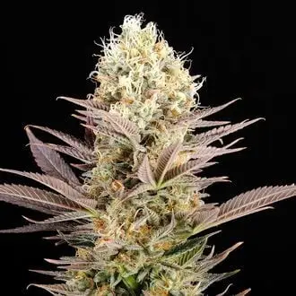La Reina De Africa AKA Kaboom cannabis seeds