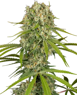 LA Sugar cannabis seeds