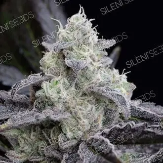 LA Vanilla Cake cannabis seeds by Silent Seeds