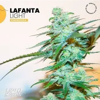 Lafanta Light cannabis seeds