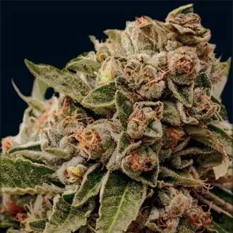 Lamb's Breath x AK-49 cannabis seeds