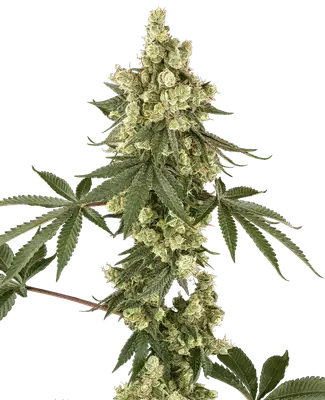 Lambo Haze cannabis seeds