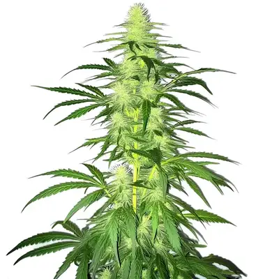 Lambs Bread cannabis seeds by Blimburn Seeds