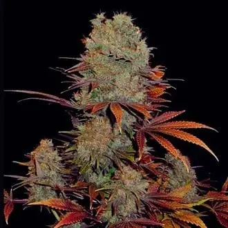 Landysh cannabis seeds by VIP Seeds