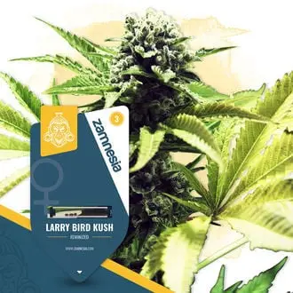 Larry Bird Kush cannabis seeds by Zamnesia Seeds