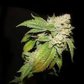 Larry OG Kush cannabis seeds