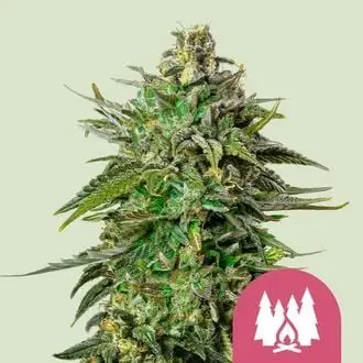 Larry OG cannabis seeds by Royal Queen Seeds