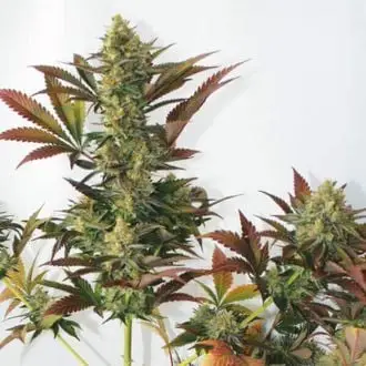 Larry's Lemon OG cannabis seeds by Garden of Green