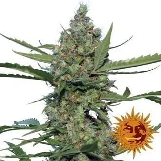 Laughing Buddha cannabis seeds