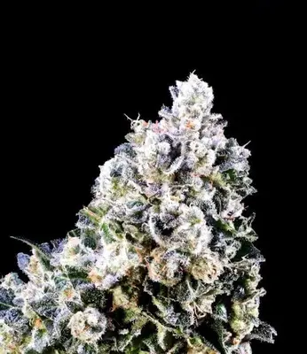 Laundry Shaman cannabis seeds