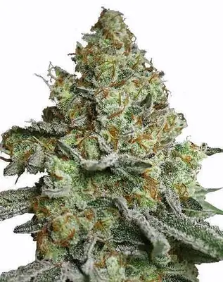 Lava Cake cannabis seeds