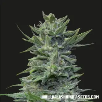 Lavanda Cream cannabis seeds by Kalashnikov Seeds