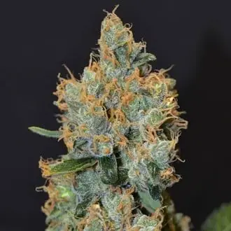 Lavender cannabis seeds