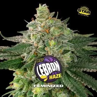 Lebron Haze cannabis seeds